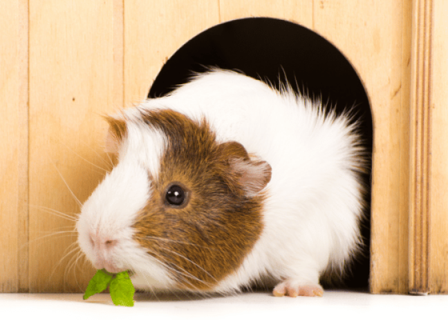 Can chinchillas eat guinea pig clearance food